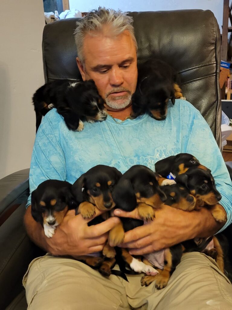 Daniels miniature dachshund puppies