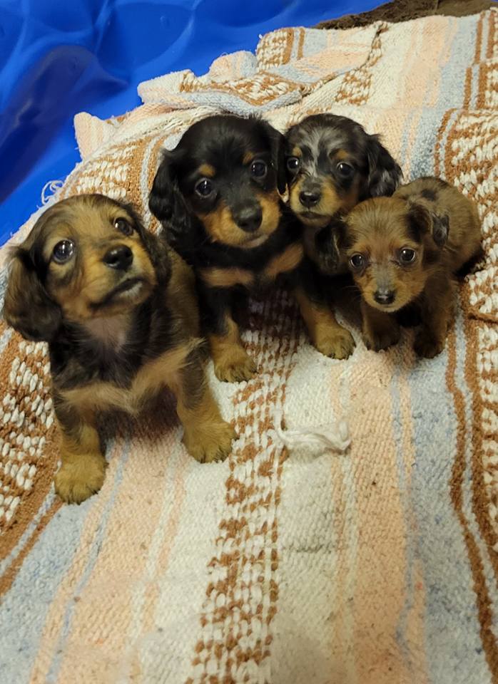 4 puppy cuties