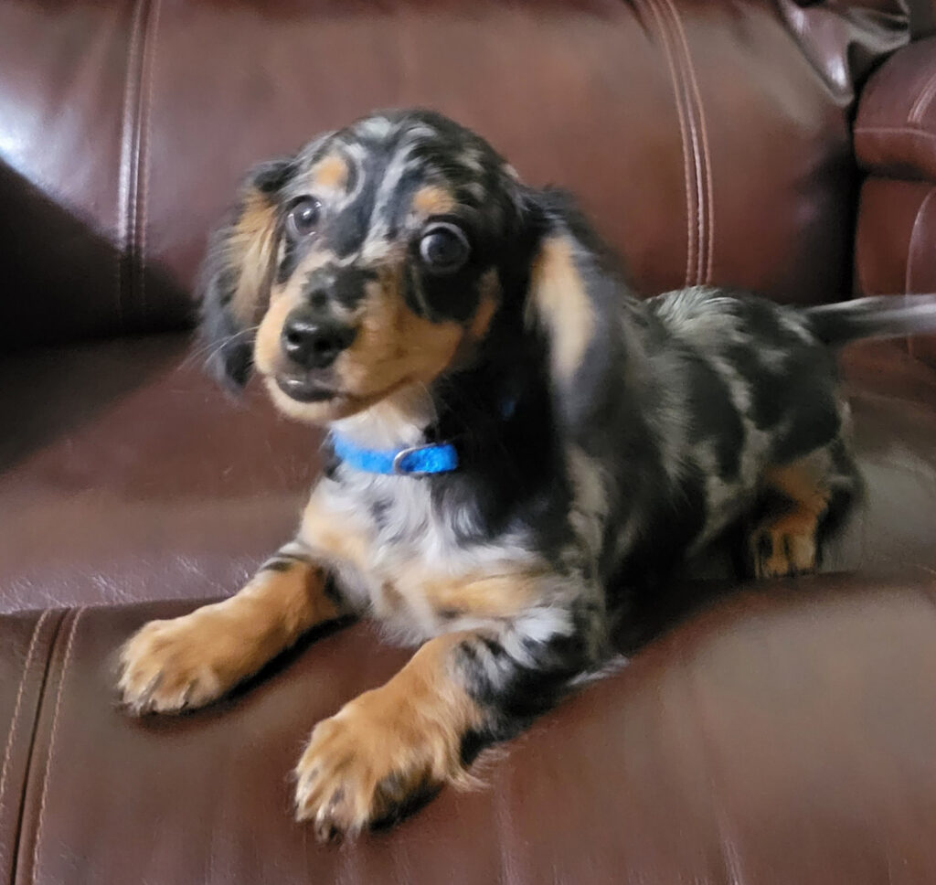 miniature dachshund puppy dappled