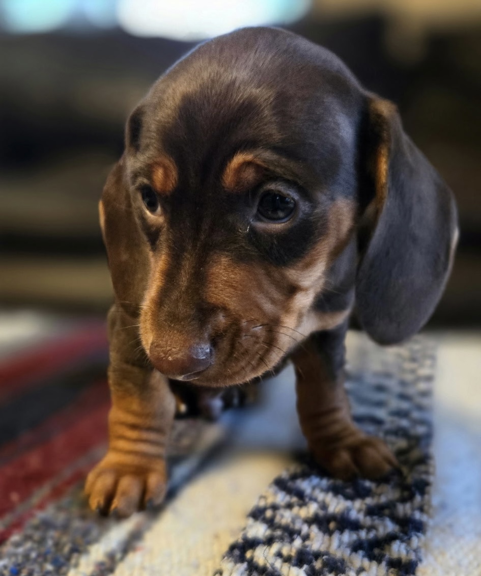 4495333745045655058 2