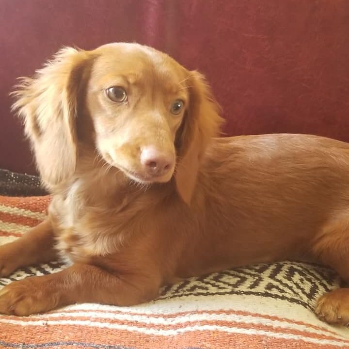 miniature dachshund puppies dame Ginger
