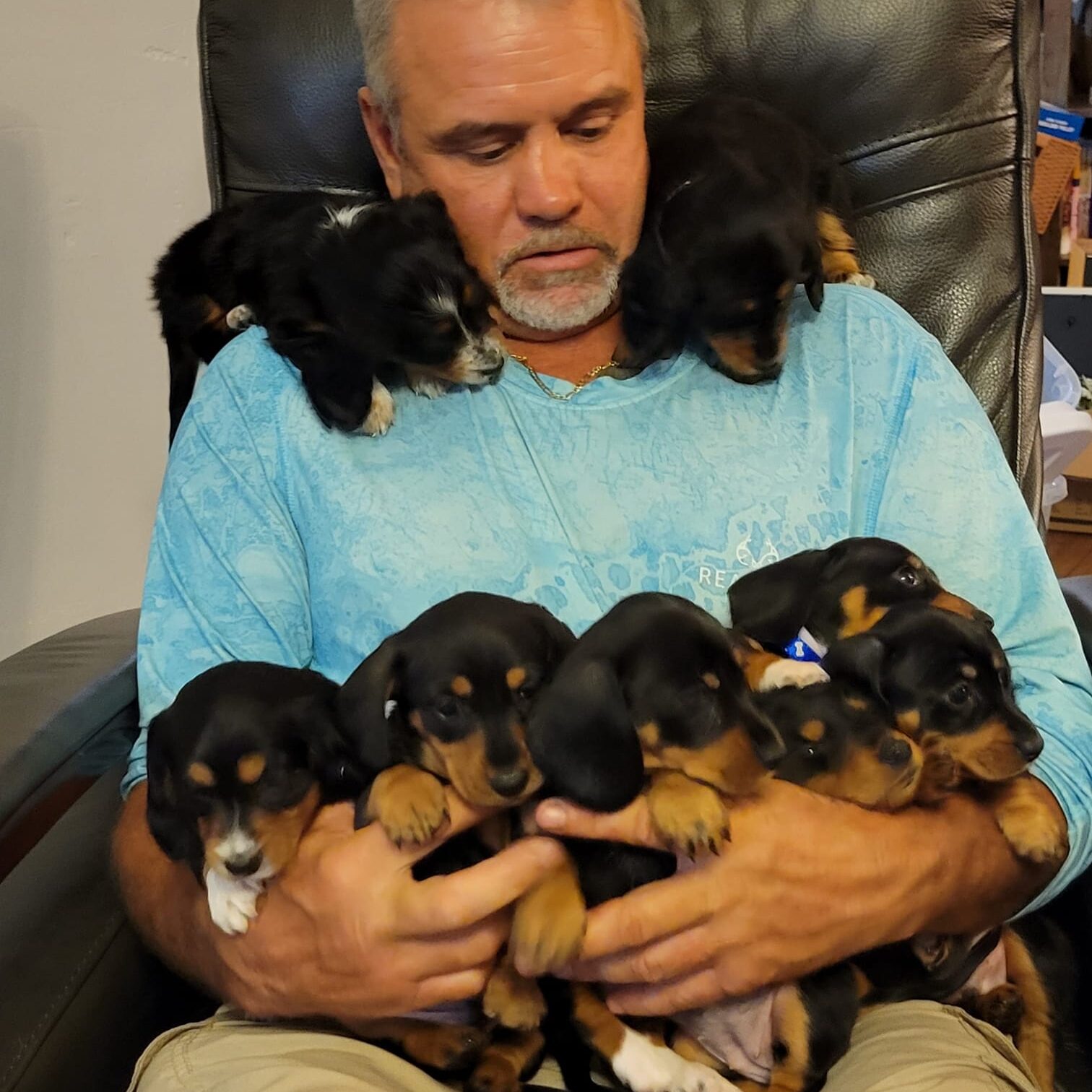 Daniels miniature dachshund puppies