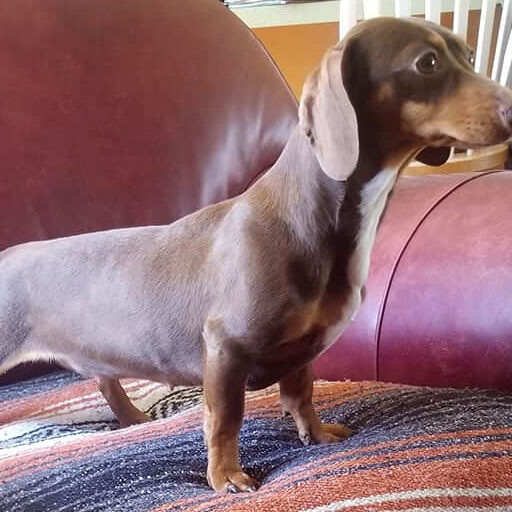 miniature dachshund puppies Sire