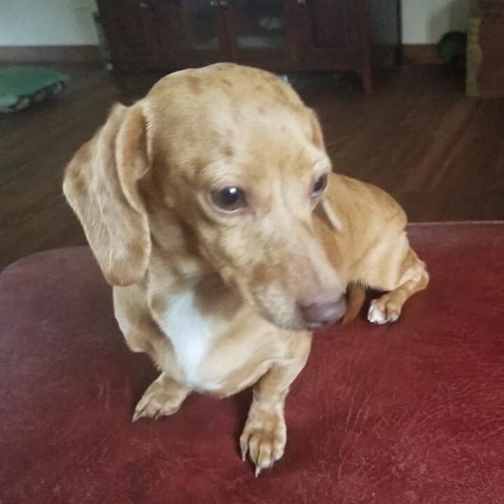 Molly Dame